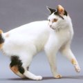 世界には『純血種の猫』は何種類いるの？猫種にまつわる3つの話　血統種は…