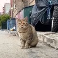 厳冬の路上で誰かを待ち続ける猫…新たな家族のもとで甘えん坊に大変身！