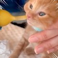 保護子猫が初日に『ミルク断固拒否』をした結果→もん絶級の光景に「ダ…