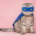 「愛猫はスーパーヒーロー」　SNSの投稿をきっかけに、猫の活躍談がネット…