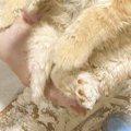 『粉まみれになった保護子猫』→顔を見ると……とんでもなく尊い『情けない表…