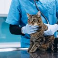 猫が同じ動作を何度もする『常同行動』とは？　ストレスとの関係性から適…