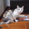 感じる猫ちゃんの視線