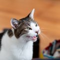 猫が異変を伝えている『危ない鳴き方』5つ　病気が隠れている可能性も…
