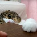 「負けニャイ！」飼い主さんと勝負する可愛い猫ちゃん♡