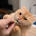 猫飼いさんは『出しっぱなし』に注意！猫の事故に繋がる危険アイテム3つ