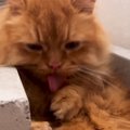 お腹を一生懸命に毛づくろいしていた長毛猫…突然の『人間味あふれる行…