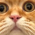 「台風の中で戦ってきたようにしか見えないｗ」→朝、猫の頭を見たら…とん…