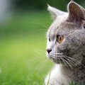 猫の視力ってどのくらい？色は見えているの？