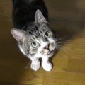 おやつが入っていた棚がなくなり困惑を隠せない猫ちゃん