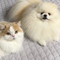 甘えん坊な『犬と猫』→飼い主さんが『ミーティング』をしていると…思…