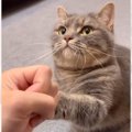 猫が習得した『凄すぎる芸』を紹介した結果…まさかの動きが286万再生…