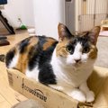 海外で大人気の『日本猫』BEST5♡どんなところが魅力的なの？