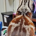 冬毛は『茶色』な猫→季節が変わると……想像以上の『変化』に「季節で変…