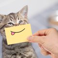 猫の『喜怒哀楽』がわかるチェック項目3つ