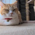猫があなたに『しかめっ面』をみせるときの理由4つ　不機嫌になっているの…