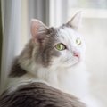 猫は『名前』をどう認識してる？覚えてもらう4つの方法