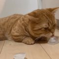 偶然か必然か？猫ちゃんと氷の初対面！