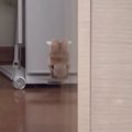 壁から顔を出して見つめてきた猫→ツヤツヤの壁に映り込んで…まさかの…
