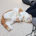 中庭で４匹の猫とひなたぼっこ→昼寝中のパパに猫が近づいて…まさかの…