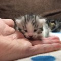 子猫の前に手を置いてみると…『何度も乗ってくる』光景が天使すぎると…