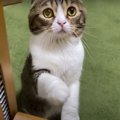 かわいすぎる猫ハラ！おねだり上手な猫さん♡