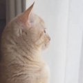 窓のほうを見つめるネコ→飼い主さんに『名前を呼ばれる』と、小さな声…