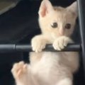 『元気いっぱいな保護子猫』→様子を見ると、手すりのところで…思わず笑顔…