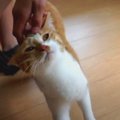 ほっこりな瞬間♡褒められに行く猫ちゃん