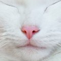 猫の『鼻息』が荒くなるシチュエーション5つ