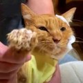 頬がえぐれガリガリに痩せた猫…温かいお家で余生を過ごす No.2