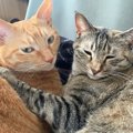 猫を多頭飼いするときに考えたい『年齢差』に関すること3つ　相性の良し悪…