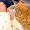 赤ちゃんのベッドで『くつろぎ始めた猫』→赤ちゃんを隣に寝かせてみたら……