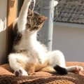 『窓辺でカッコいいポーズをしている猫』かと思ったら…まさかの状況が…