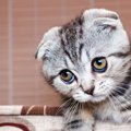 浮気してにゃい？猫が飼い主を詮索している時の行動５つ