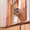 帰宅すると、元保護猫が玄関でお出迎えしてくれて…想像以上の『熱烈大歓迎…