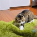 おNEWラグの使用感をお試しついでに猫ちゃん大暴れ！