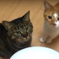 猫じゃらシッターと友情は築ける？初対面のニャンズたち