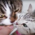 おやつ食べたい！先輩猫と子猫の攻防戦！