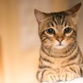 猫が『悲しむ』飼い主のNG行動5つ…やってしまった時の対処法とは