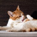 猫の『毛が薄くなる』時に考えられること5つ