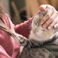 猫の里親になるには条件がある！守りたいルールや譲渡の流れと注意点