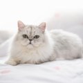 【獣医師監修】ペルシャってどんな猫？特徴や性格から飼う前の注意点・価…