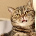 猫が『悲しそうな声』で鳴いているときの理由5つ　伝えたいことがあるの？…