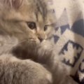 自分のしっぽで遊んでいた子猫→『肉球をマッサージ』されると…たまらなく…