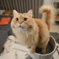 人気のある『長毛猫』の品種とは？長毛種ならではの魅力・特徴やお手…