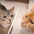 猫ちゃんを虜にする！お箸の魅力