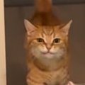 部屋の奥からトコトコ歩いてきた猫、口元を見ると…運んでいたのは？→尊す…