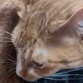 段ボール箱の中にいた黒猫→弟猫が乗っかってきた結果…微笑ましい光景…
