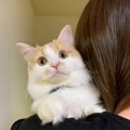 猫が飼い主の肩に乗るときの心理5つ